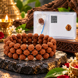 Pack Of 2 combo Original Multiline Stretchable 5 Mukhi Rudraksha Beads Handband,1 to 14 Mukhi Rudraksha Original Certified